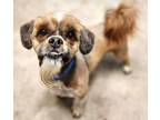 Adopt Wicket a Lhasa Apso