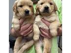 Golden Retriever Puppy for sale in Warrior, AL, USA