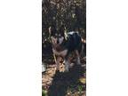 Adopt Ozzy a Alaskan Malamute, German Shepherd Dog