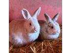Adopt Bigwig & Fiver a Bunny Rabbit