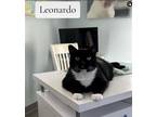 Adopt Leonardo a Black & White or Tuxedo Domestic Shorthair / Mixed (short coat)