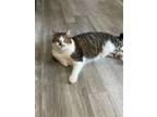 Adopt Katie a Domestic Shorthair / Mixed (short coat) cat in Stanhope