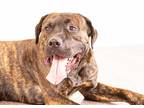 Adopt Beethoven a Brindle Mixed Breed (Medium) / Mixed dog in Rowlett