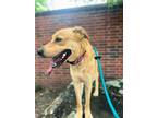 Adopt Mama a Tan/Yellow/Fawn Labrador Retriever / Mixed dog in Rowlett