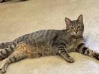 Adopt Zuri a Domestic Shorthair / Mixed (short coat) cat in Portland