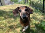 Adopt Jerry a Brown/Chocolate Dachshund / Mixed dog in Humble, TX (38310237)