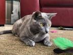 Adopt Greta a Tortoiseshell Domestic Shorthair (short coat) cat in Palo Alto