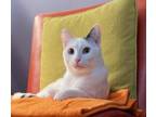 Adopt Shiloh a White Domestic Shorthair (short coat) cat in Palo Alto