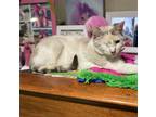 Adopt Kimi a Siamese (short coat) cat in Parlier, CA (38094535)