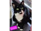 Adopt Spade a Domestic Shorthair / Mixed (short coat) cat in Jim Thorpe