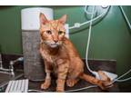 Adopt Morrie a Tabby, Domestic Short Hair