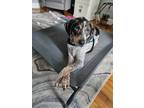 Adopt Remi a Bluetick Coonhound