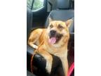 Adopt Big King a Shiba Inu, German Shepherd Dog