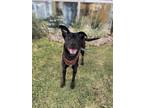 Adopt Eugenio a Black Labrador Retriever dog in Gig Harbor, WA (38311075)