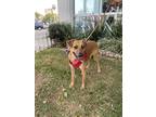 Adopt Josy a Labrador Retriever dog in Gig Harbor, WA (38311074)