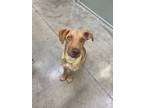 Adopt Paco a Tan/Yellow/Fawn Basenji dog in Gig Harbor, WA (38311073)