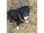Adopt Nyx a Black - with White American Staffordshire Terrier / Pit Bull Terrier