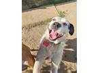 Adopt Princess Nora a White - with Black Terrier (Unknown Type