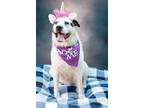 Adopt Princess Nora a White - with Black Terrier (Unknown Type