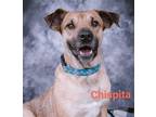 Adopt Chispita a German Shepherd Dog / Terrier (Unknown Type