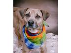 Adopt Coffee a Black Mouth Cur / Boxer / Mixed dog in Portland, OR (38127523)