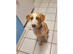 Adopt Daisy Mae (SC) a Hound (Unknown Type) dog in San Angelo, TX (38044336)