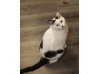 Adopt Martin (Sanctuary) a White Domestic Shorthair (short coat) cat in