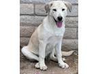 Adopt Regina a White Great Pyrenees dog in Tucson, AZ (38042367)