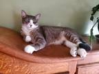 Adopt Toby a Gray or Blue (Mostly) Domestic Shorthair / Mixed (short coat) cat