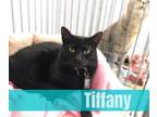Adopt Tiffany a All Black Domestic Shorthair cat in Richmond, IN (32484891)