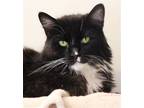 Adopt Lira a Black (Mostly) Domestic Longhair / Mixed (long coat) cat in Tucson