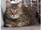 Adopt Asti a Brown Tabby Domestic Shorthair / Mixed (short coat) cat in Tucson