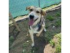 Adopt Toby a Foxhound
