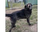 Adopt Eeyore a Retriever