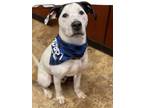 Adopt Snoopy a American Staffordshire Terrier