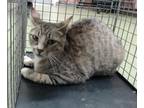 Adopt URGENT on 6/12 DEVORE a Brown Tabby Domestic Shorthair (short coat) cat in