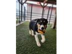 Adopt Nero a Tricolor (Tan/Brown & Black & White) Bernese Mountain Dog / Mixed
