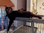 Adopt Mojo a Domestic Short Hair