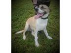 Adopt Connor a Staffordshire Bull Terrier, Shepherd