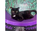 Adopt Chuck a American Shorthair