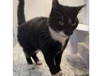 Adopt Sumi a Domestic Short Hair