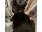 Adopt Christian a American Shorthair