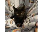 Adopt Dior a American Shorthair