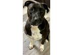 Adopt Bentley a American Staffordshire Terrier, Black Labrador Retriever