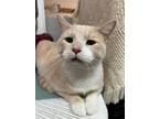 Adopt Gunther (bonded with Ross) a Domestic Short Hair