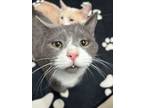 Adopt Ross (bonded with Gunther) a Domestic Short Hair