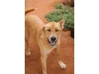 Adopt Saint Tuck a Great Pyrenees, Anatolian Shepherd