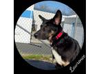 Adopt Lawrence a German Shepherd Dog