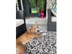 Adopt Curly a Pit Bull Terrier
