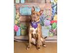 Adopt Mayhem a Pit Bull Terrier